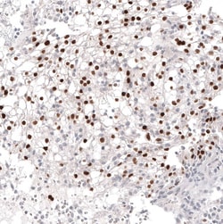 Pax2 Antibody (CL9469) - Azide and BSA Free, Novus Biologicals 100 ul;