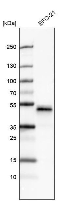 Pax2 Antibody (CL9469) - Azide and BSA Free, Novus Biologicals 100 ul;
