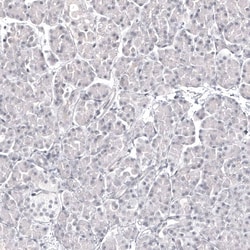 Pax2 Antibody (CL9469) - Azide and BSA Free, Novus Biologicals 100 ul;