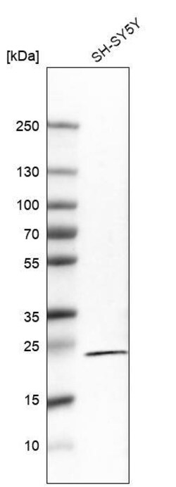 RGS5 Antibody (CL5568) - Azide and BSA Free, Novus Biologicals 100 ul;