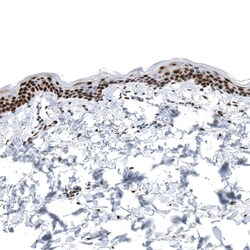 KLF4 Antibody (CL5785) - Azide and BSA Free, Novus Biologicals 100 ul;