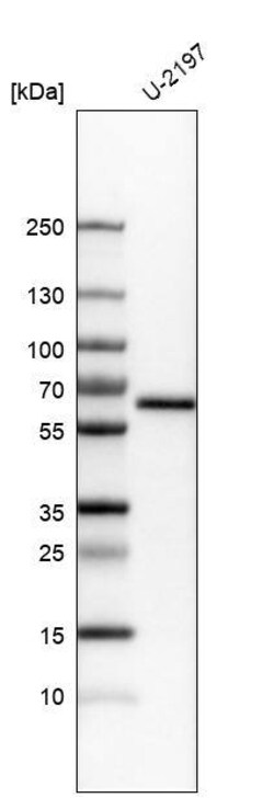 KLF4 Antibody (CL5785) - Azide and BSA Free, Novus Biologicals 100 ul;