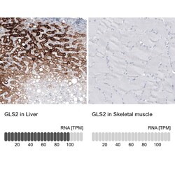 GLS2 Antibody (CL7721) - Azide and BSA Free, Novus Biologicals 100 ul;