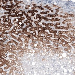 GLS2 Antibody (CL7721) - Azide and BSA Free, Novus Biologicals 100 ul;