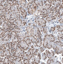 GLS2 Antibody (CL7721) - Azide and BSA Free, Novus Biologicals 100 ul;