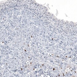 IL-17/IL-17A Antibody (CL10252) - Azide and BSA Free, Novus Biologicals