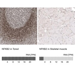 NFkB2/NFkB p100 Antibody (CL8266) - Azide and BSA Free, Novus Biologicals