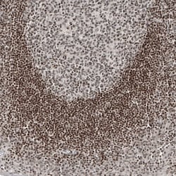 NFkB2/NFkB p100 Antibody (CL8266) - Azide and BSA Free, Novus Biologicals