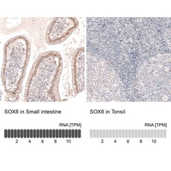 SOX6 Antibody (CL5690) - Azide and BSA Free, Novus Biologicals 100 ul;