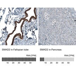 Smad2 Antibody (CL8472) - Azide and BSA Free, Novus Biologicals 100 ul;