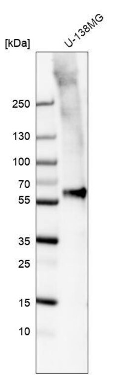Smad2 Antibody (CL8472) - Azide and BSA Free, Novus Biologicals 100 ul;