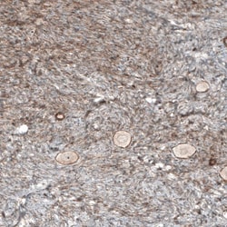 SF-1/NR5A1/Steroidogenic Factor 1 Antibody (CL9101) - Azide and BSA Free,