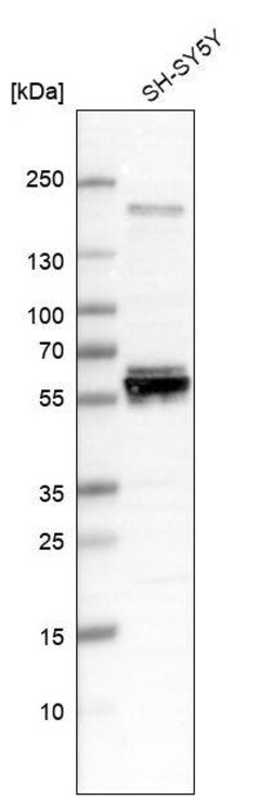 AMIGO3 Antibody (CL11023) - Azide and BSA Free, Novus Biologicals 100 ul;