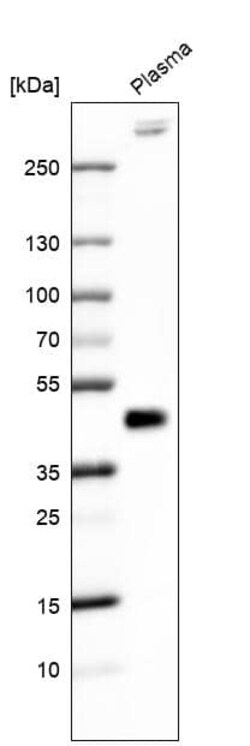 FGF18 Antibody (CL7628) - Azide and BSA Free, Novus Biologicals 100 ul;