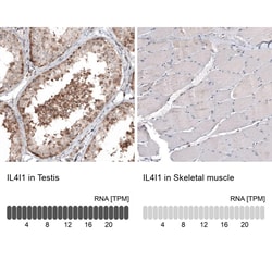 IL-4I1 Antibody (CL9071) - Azide and BSA Free, Novus Biologicals 100 ul;
