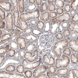 IL-4I1 Antibody (CL9071) - Azide and BSA Free, Novus Biologicals 100 ul;