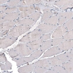 IL-4I1 Antibody (CL9071) - Azide and BSA Free, Novus Biologicals 100 ul;