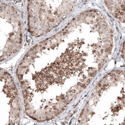 IL-4I1 Antibody (CL9071) - Azide and BSA Free, Novus Biologicals 100 ul;