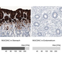 MUC5AC Antibody (CL8961) - Azide and BSA Free, Novus Biologicals 100 ul;