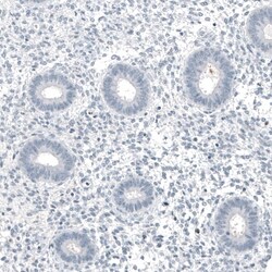 MUC5AC Antibody (CL8961) - Azide and BSA Free, Novus Biologicals 100 ul;