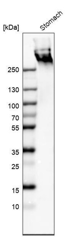 MUC5AC Antibody (CL8961) - Azide and BSA Free, Novus Biologicals 100 ul;