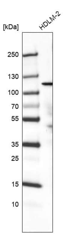 PIK3CA Antibody (CL8345) - Azide and BSA Free, Novus Biologicals 100 ul;