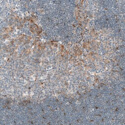 CXCL13/BLC/BCA-1 Antibody (CL10543) - Azide and BSA Free, Novus Biologicals