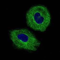 beta-III Tubulin Antibody (CL5813) - Azide and BSA Free, Novus Biologicals