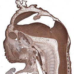 beta-III Tubulin Antibody (CL5813) - Azide and BSA Free, Novus Biologicals