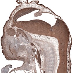 beta-III Tubulin Antibody (CL5814) - Azide and BSA Free, Novus Biologicals 100 &mu;L | Buy Online | Novus Biologicals | Fisher Scientific