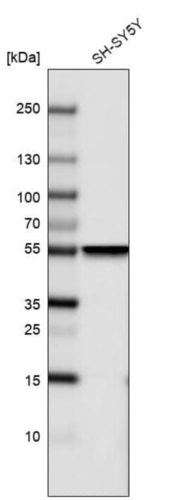 beta-III Tubulin Antibody (CL5814) - Azide and BSA Free, Novus Biologicals 100 &mu;L | Buy Online | Novus Biologicals | Fisher Scientific