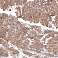 LAPTM4B Antibody (CL5287) - Azide and BSA Free, Novus Biologicals 100 ul;