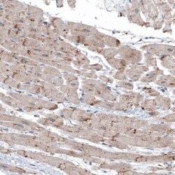 LAPTM4B Antibody (CL5289) - Azide and BSA Free, Novus Biologicals 100 ul;