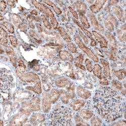 LAPTM4B Antibody (CL5289) - Azide and BSA Free, Novus Biologicals 100 ul;