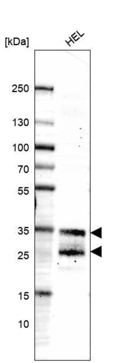 LAPTM4B Antibody (CL5289) - Azide and BSA Free, Novus Biologicals 100 ul;