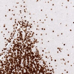 Histone H2AY/macroH2A.1 Antibody (CL5245) - Azide and BSA Free, Novus Biologicals