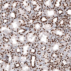 Histone H2AY/macroH2A.1 Antibody (CL5245) - Azide and BSA Free, Novus Biologicals