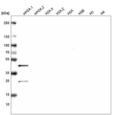 Histone H2AY/macroH2A.1 Antibody (CL5245) - Azide and BSA Free, Novus Biologicals