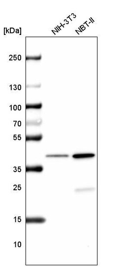 Histone H2AY/macroH2A.1 Antibody (CL5245) - Azide and BSA Free, Novus Biologicals