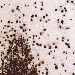 HIST1H3A Antibody (CL4967) - Azide and BSA Free, Novus Biologicals 100