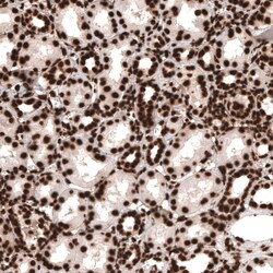 HIST1H3A Antibody (CL4967) - Azide and BSA Free, Novus Biologicals 100