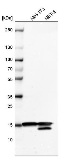 HIST1H3A Antibody (CL4967) - Azide and BSA Free, Novus Biologicals 100