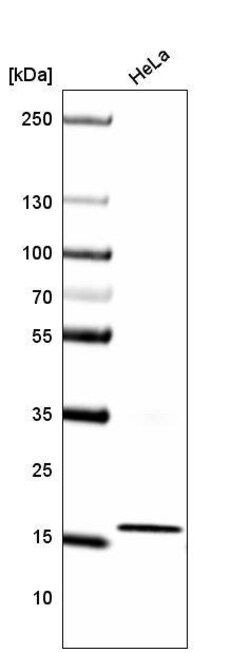 HIST1H3A Antibody (CL4967) - Azide and BSA Free, Novus Biologicals 100