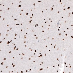 HIST1H2AG Antibody (CL5039) - Azide and BSA Free, Novus Biologicals 100