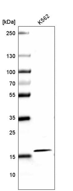 HIST1H2AG Antibody (CL5039) - Azide and BSA Free, Novus Biologicals 100
