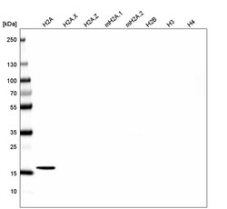 HIST1H2AG Antibody (CL5039) - Azide and BSA Free, Novus Biologicals 100