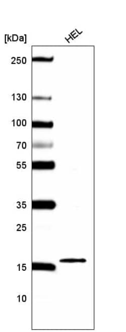 HIST1H2BC Antibody (CL5101) - Azide and BSA Free, Novus Biologicals 100