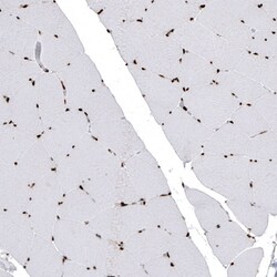 HIST1H2BC Antibody (CL5101) - Azide and BSA Free, Novus Biologicals 100