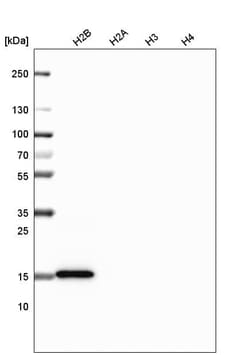 HIST1H2BC Antibody (CL5101) - Azide and BSA Free, Novus Biologicals 100