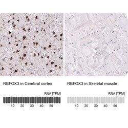 RBFOX3/NeuN Antibody (CL11896) - Azide and BSA Free, Novus Biologicals